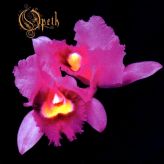 Opeth - Orchid cover art