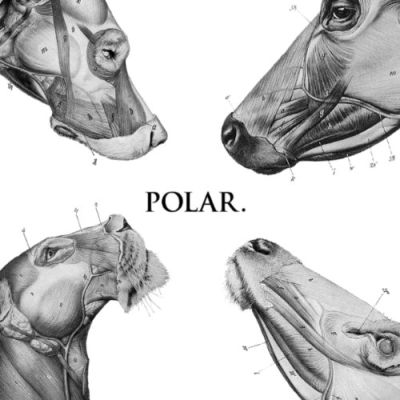 Polar - This Polar Noise