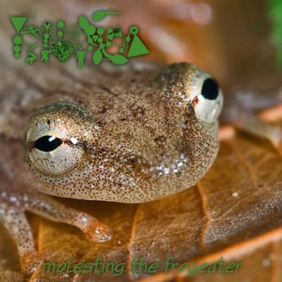 Phyllomedusa - Molesting the Frogeater